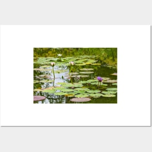 White And Purple Lotus Flowers Posters and Art